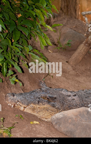 Salzwasser-Krokodil, Crocodylus Porosus, aufgeführt als gefährdet Stockfoto