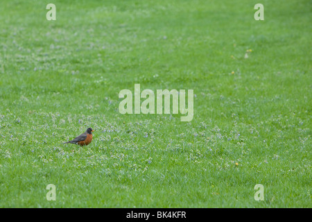 Robin in Wiese. Stockfoto