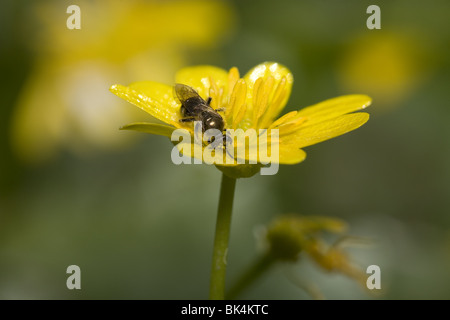 Wasp-Arten auf kleinen Schöllkraut (Ranunculus Ficaria) Stockfoto