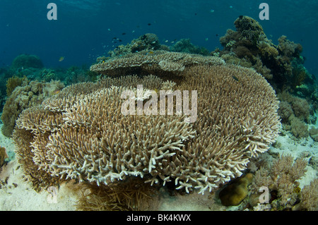 Hirschhorn-Koralle, Acropora SP., Sabolo Kecil Island, Komodo National Park, Indonesien Stockfoto