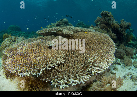 Hirschhorn-Koralle, Acropora SP., Sabolo Kecil Island, Komodo National Park, Indonesien Stockfoto