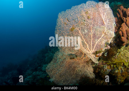 Gorgonien auf tropischen Korallenriff, Sabolo Kecil Island Nationalpark Komodo, Indonesien Stockfoto