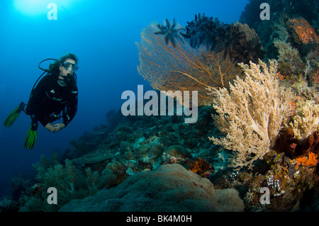 Scuba Diver über Gorgonien auf tropischen Korallenriff, Sabolo Kecil Island Nationalpark Komodo, Indonesien Stockfoto