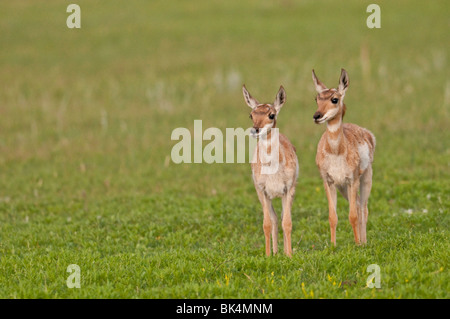 Gabelbock, Antilocapra Americana, Twin Kitze, Wind Cave National Park, South Dakota, USA Stockfoto