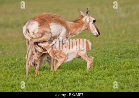 Gabelbock, Antilicapra Americana, Doe mit zwei Kitzen Spanferkel, Wind Cave National Park, South Dakota, USA Stockfoto