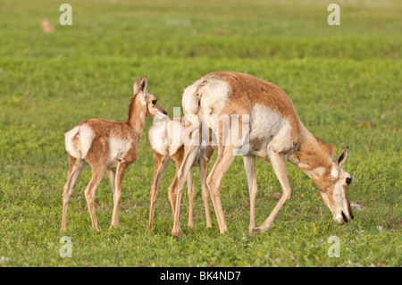 Gabelbock, Antilicapra Americana, Doe mit zwei Kitze, Wind Cave National Park, South Dakota, USA Stockfoto