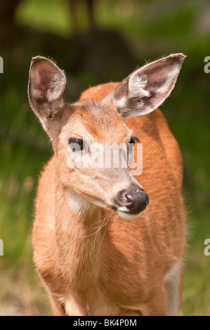 Weiß - angebundene Rotwild, Doe, Odocoileus Virginianus, Sandstein, Minnesota, USA Stockfoto