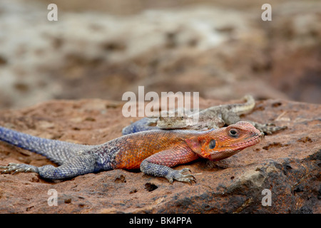 Männliche und weibliche Red-Headed Agama (Agama Agama), Masai Mara National Reserve, Kenia, Ostafrika, Afrika Stockfoto