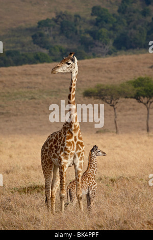 Mutter und Baby Masai Giraffe (Giraffa Plancius Tippelskirchi) nur wenige Tage alt, Masai Mara National Reserve, Kenia Stockfoto