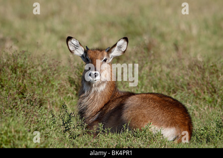 Junge männliche Defassa Wasserbock (Kobus Ellipsiprymnus Defassa), Masai Mara National Reserve, Kenia, Ostafrika, Afrika Stockfoto