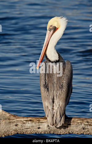 American White Pelikan (Pelecanus Erythrorhynchos), Sonny Bono Salton Sea National Wildlife Refuge, Kalifornien, USA Stockfoto