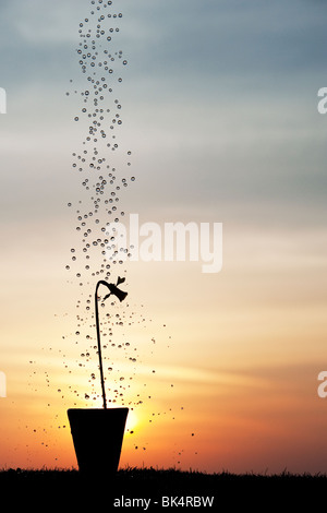 Wasser Tropfen fallen auf Narzisse Blumen in einem Topf bei Sonnenaufgang silhouette Stockfoto