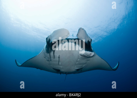 Manta Ray, Mergui Archipel, Burma, Andaman Meer, Indischer Ozean Stockfoto