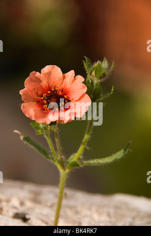 Pontentilla nepalensis Stockfoto