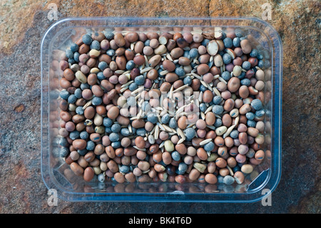 Eine Auswahl von Saatgut für eine Gründüngung Ernte mit Tic Bohnen, graue Erbsen, Lupinen und Hafer Stockfoto