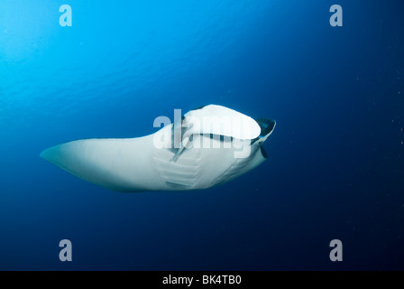 Manta Ray, Mergui Archipel, Burma, Andaman Meer, Indischer Ozean Stockfoto