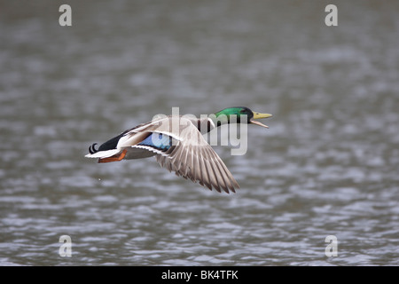 Drake Mallard Ente fliegen und mit der Aufforderung Stockfoto