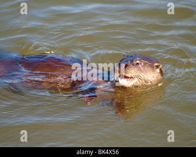 Wilde Otter, Cornwall, UK Stockfoto