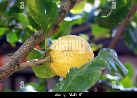 Bio-Zitrone am Baum Stockfoto