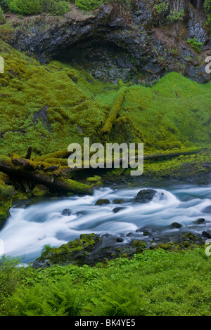 SAHALIE FALLS, OREGON, USA - Quellgebiet des Flusses McKenzie in den Willamette National Forest. Stockfoto