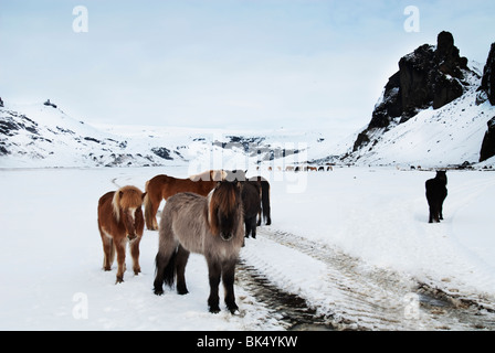 Island Ponys, fotografiert auf einem schneebedeckten Feld Stockfoto