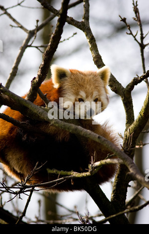 Roter Panda - Ailurus fulgens Stockfoto