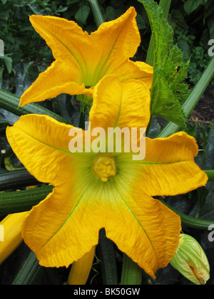 Zucchini/Zucchini Blumen Stockfoto
