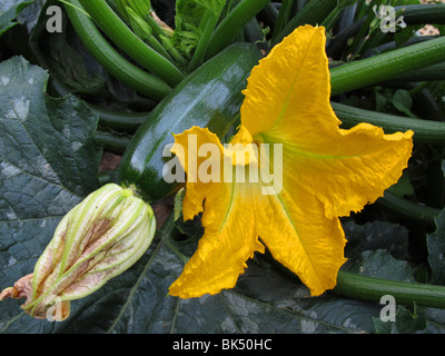 Zucchini-Pflanzen aus biologischem Anbau in der Blüte- und Fruchtphase im Sommer Stockfoto