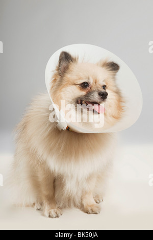 Porträt der Hund trägt schützende Kegel Stockfoto