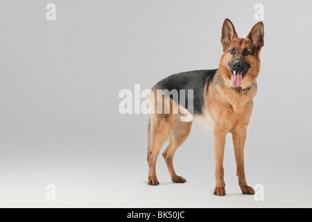 Porträt des Hundes Stockfoto