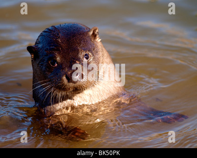 Süße wilde Otter, Cornwall, UK Stockfoto