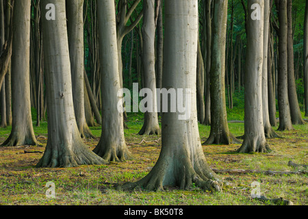 Buche Bäume, Nienhagen, Bad Doberan, Vorpommern, Mecklenburg-Vorpommern, Deutschland Stockfoto