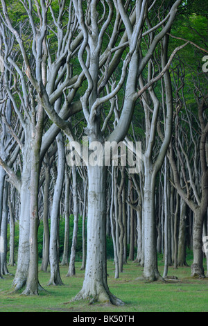 Buche Bäume, Nienhagen, Bad Doberan, Vorpommern, Mecklenburg-Vorpommern, Deutschland Stockfoto