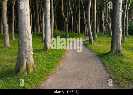 Buche Bäume, Nienhagen, Bad Doberan, Vorpommern, Mecklenburg-Vorpommern, Deutschland Stockfoto