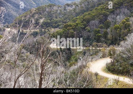 Wald von Buschfeuern in den Snowy Mountains, Australien getötet. Stockfoto