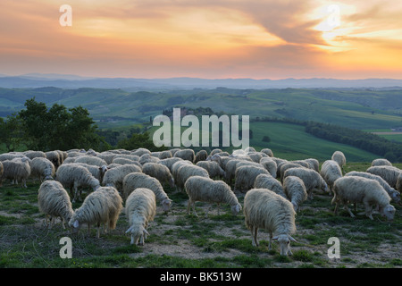 Herde von Schafen, Montecontieri, Asciano, Toskana, Italien Stockfoto