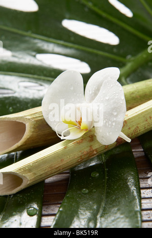 Orchideen und Bambus Stockfoto