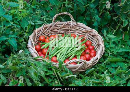 Frisch geerntete Tomaten und Bohnen in einem Korb Stockfoto