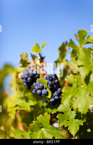 Nahaufnahme der Trauben im Weinberg, Pauillac, Gironde, Aquitane, Frankreich Stockfoto