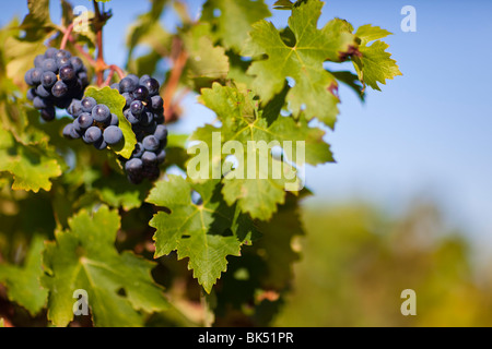 Nahaufnahme der Trauben im Weinberg, Pauillac, Gironde, Aquitane, Frankreich Stockfoto