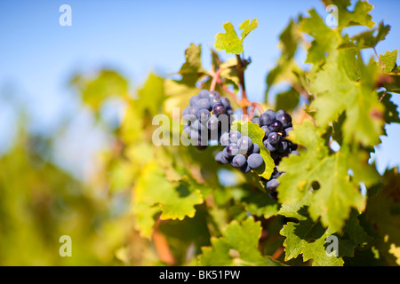 Nahaufnahme der Trauben im Weinberg, Pauillac, Gironde, Aquitane, Frankreich Stockfoto