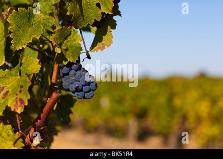 Nahaufnahme der Trauben im Weinberg, Pauillac, Gironde, Aquitane, Frankreich Stockfoto