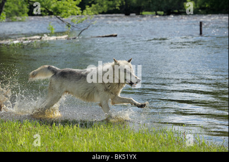 Grauer Wolf laufen durch Wasser, Minnesota, USA Stockfoto