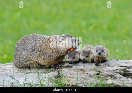 Murmeltier mit Young, Minnesota, USA Stockfoto