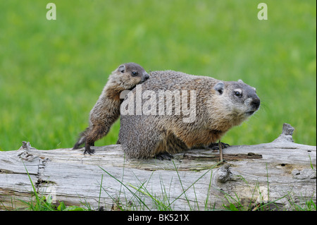 Murmeltier mit Young, Minnesota, USA Stockfoto