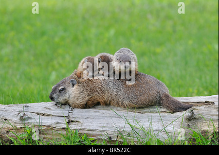 Murmeltier mit Young, Minnesota, USA Stockfoto