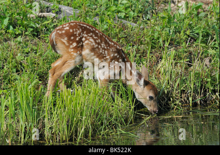 White-Tailed Deer Fawn, Minnesota, USA Stockfoto