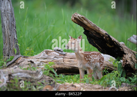 White-Tailed Deer Fawn, Minnesota, USA Stockfoto