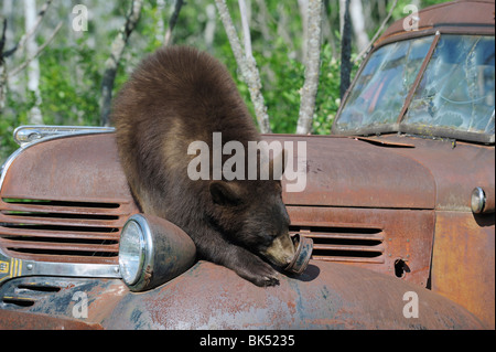 Schwarzbär auf Rusty Truck, Minnesota, USA Stockfoto