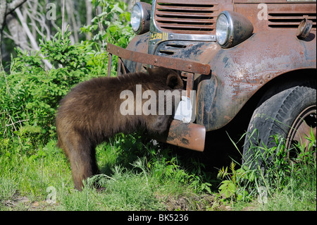 Schwarzbär, Blick auf alten LKW, Minnesota, USA Stockfoto